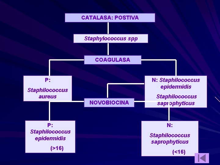 CATALASA: POSTIVA Staphylococcus spp COAGULASA P: Staphilococcus aureus P: Staphilococcus epidermidis (>16) N: Staphilococcus