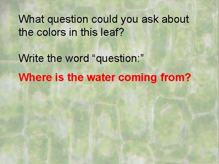 What question could you ask about the colors in this leaf? Write the word