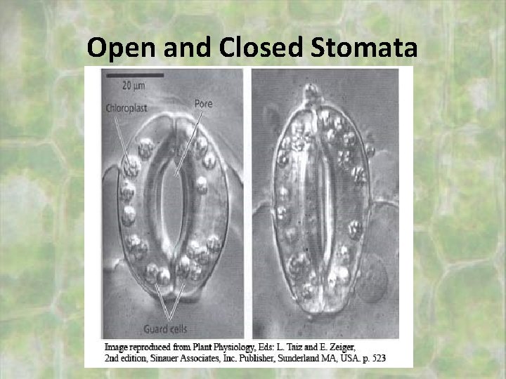 Open and Closed Stomata 