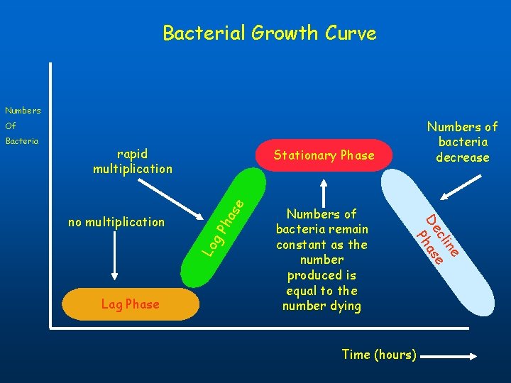 Bacterial Growth Curve Numbers of bacteria decrease Of rapid multiplication Lag Phase ha se