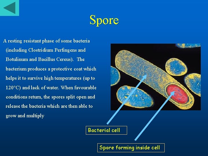 Spore A resting resistant phase of some bacteria (including Clostridium Perfingens and Botulinum and