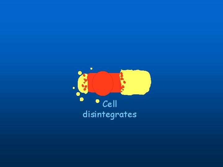 Cell disintegrates 