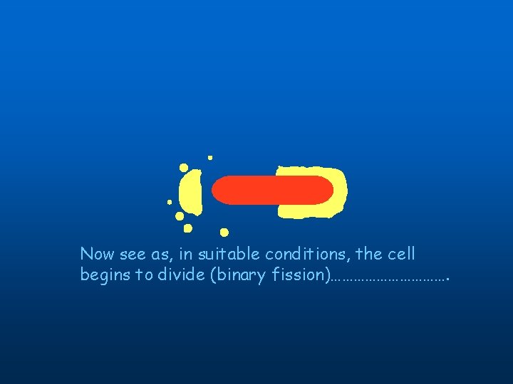 Now see as, in suitable conditions, the cell begins to divide (binary fission)……………. 