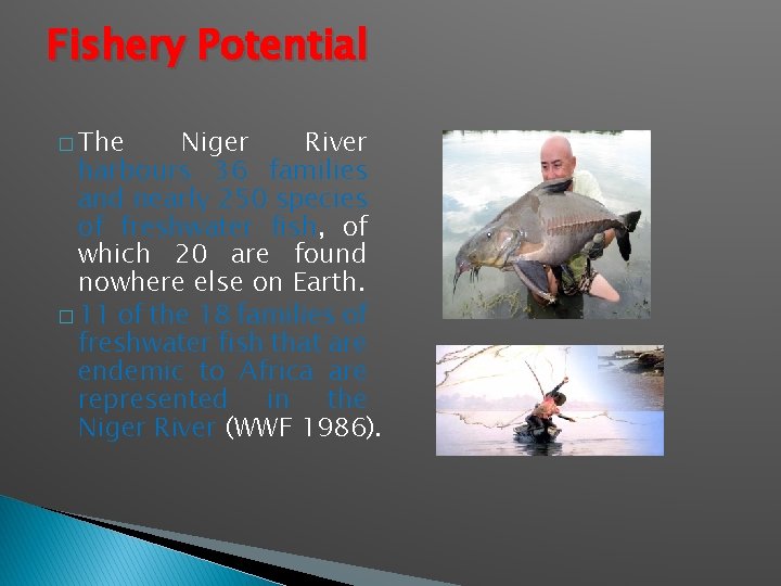 Fishery Potential � The Niger River harbours 36 families and nearly 250 species of