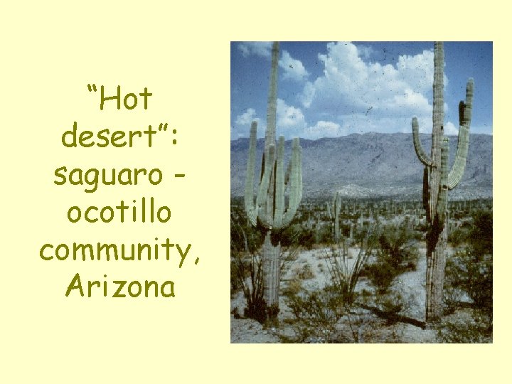 “Hot desert”: saguaro ocotillo community, Arizona 