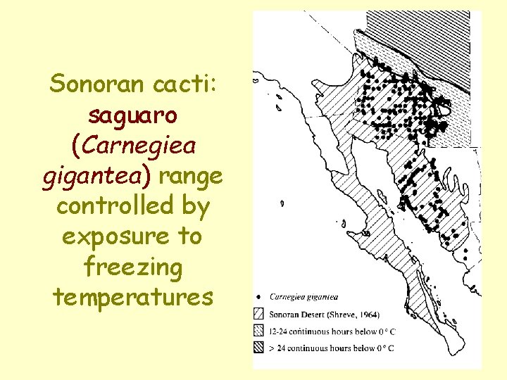 Sonoran cacti: saguaro (Carnegiea gigantea) range controlled by exposure to freezing temperatures 