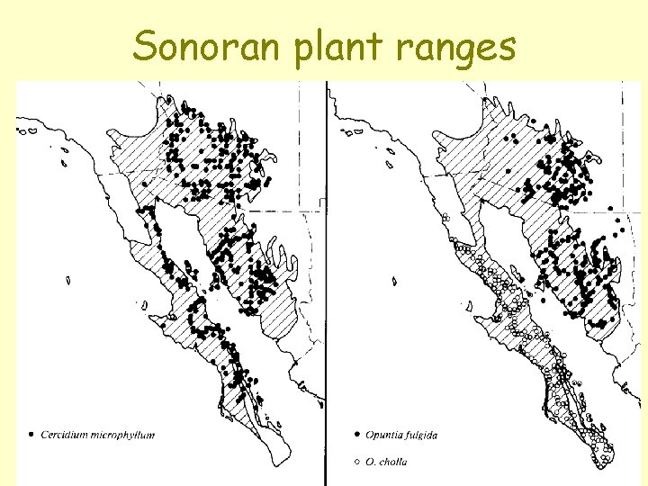 Sonoran plant ranges 