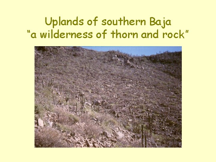 Uplands of southern Baja “a wilderness of thorn and rock” 