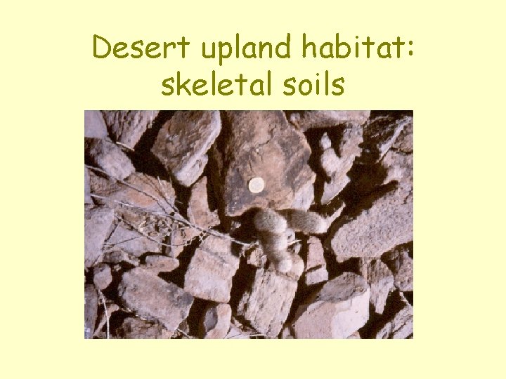 Desert upland habitat: skeletal soils 