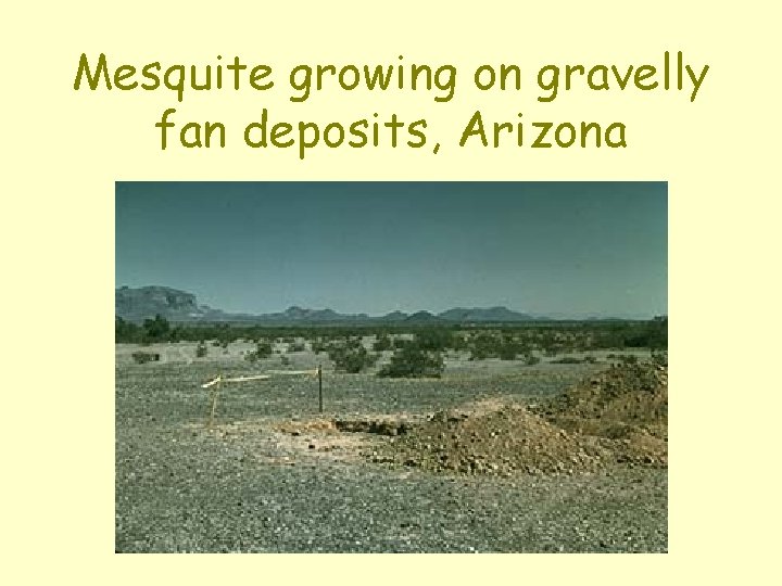 Mesquite growing on gravelly fan deposits, Arizona 