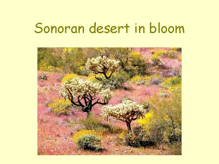 Sonoran desert in bloom 