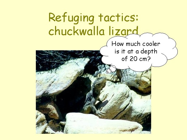 Refuging tactics: chuckwalla lizard How much cooler is it at a depth of 20