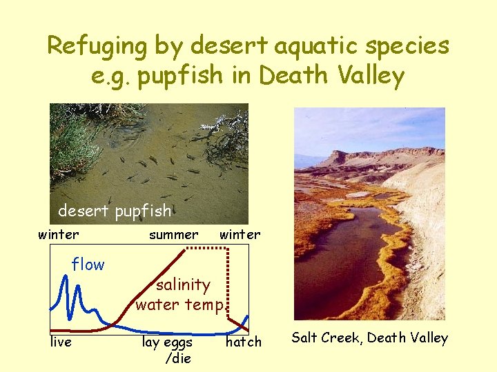 Refuging by desert aquatic species e. g. pupfish in Death Valley desert pupfish winter