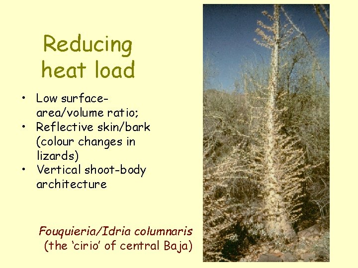 Reducing heat load • Low surfacearea/volume ratio; • Reflective skin/bark (colour changes in lizards)