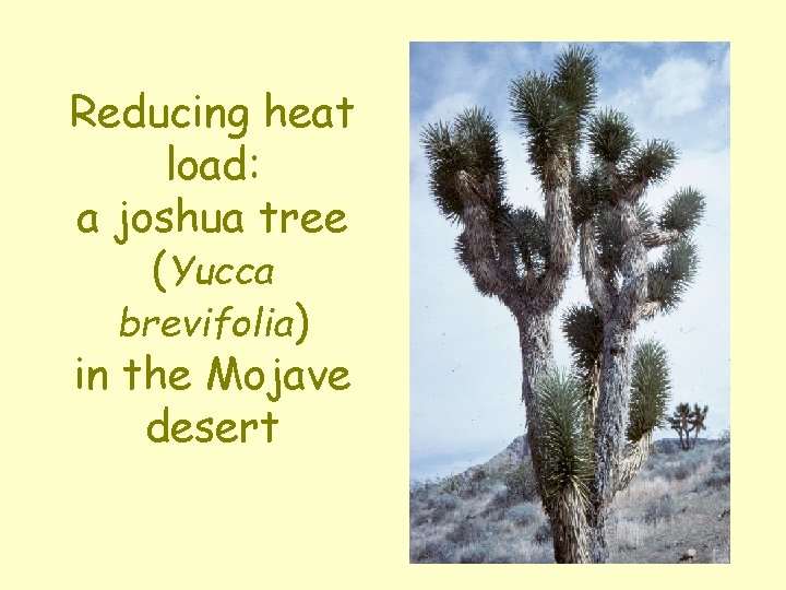 Reducing heat load: a joshua tree (Yucca brevifolia) in the Mojave desert 