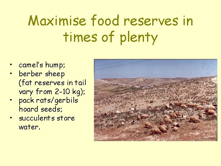 Maximise food reserves in times of plenty • camel’s hump; • berber sheep (fat