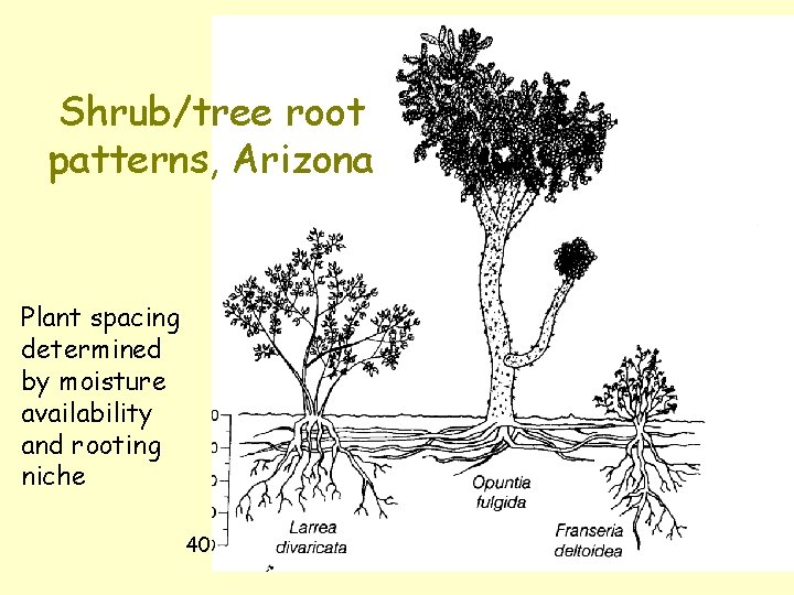 Shrub/tree root patterns, Arizona Plant spacing determined by moisture availability and rooting niche 40