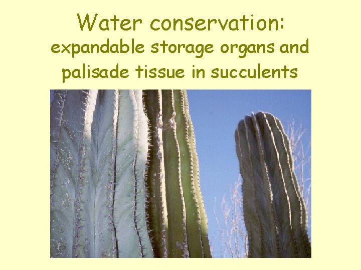 Water conservation: expandable storage organs and palisade tissue in succulents 