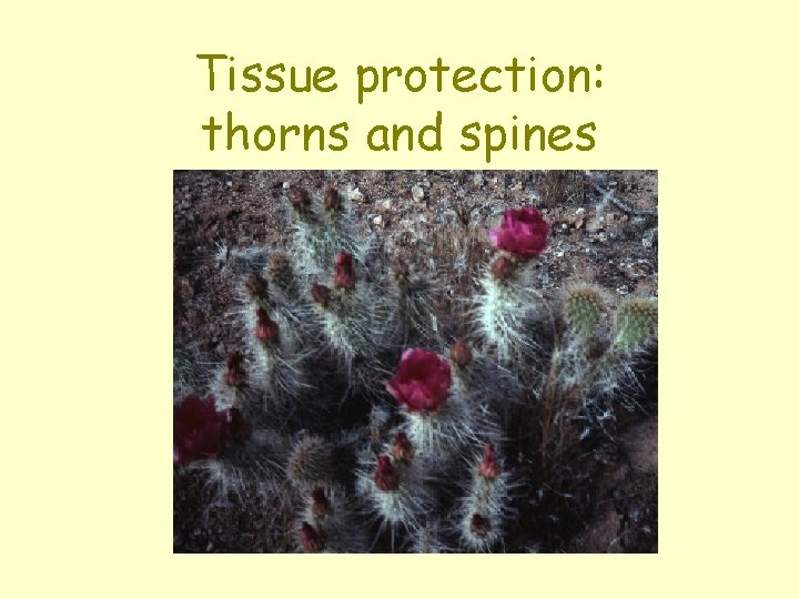 Tissue protection: thorns and spines 