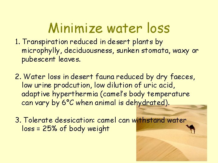 Minimize water loss 1. Transpiration reduced in desert plants by microphylly, deciduousness, sunken stomata,