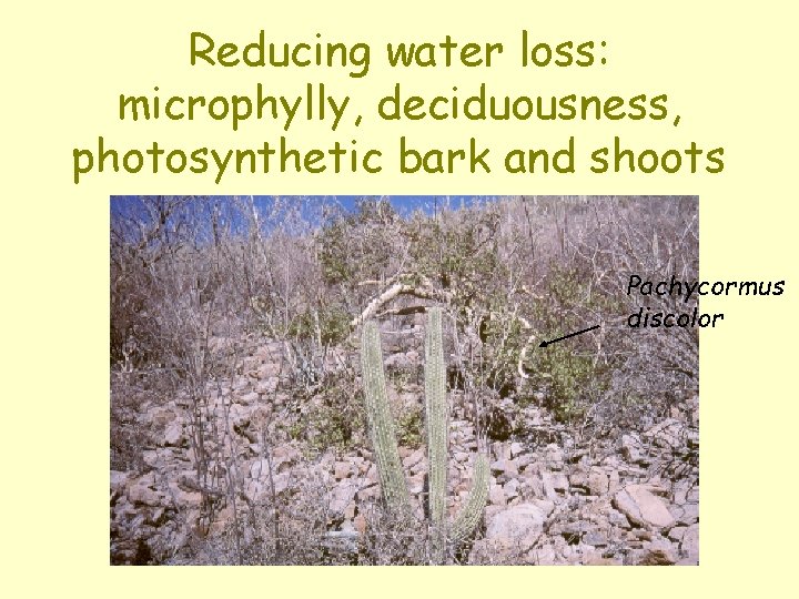 Reducing water loss: microphylly, deciduousness, photosynthetic bark and shoots Pachycormus discolor 