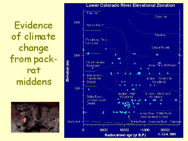 Evidence of climate change from packrat middens 