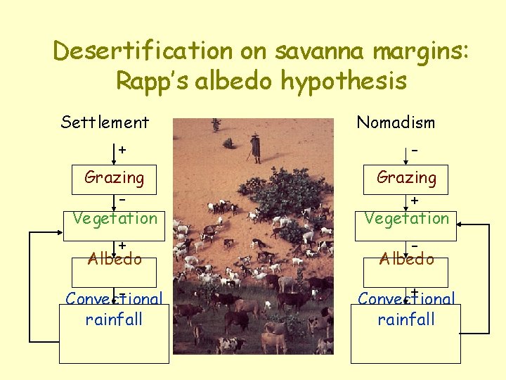 Desertification on savanna margins: Rapp’s albedo hypothesis Settlement Nomadism + Grazing Vegetation - -