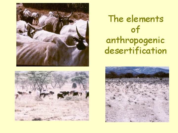 The elements of anthropogenic desertification 