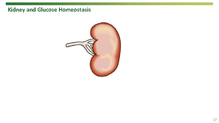 Kidney and Glucose Homeostasis 17 