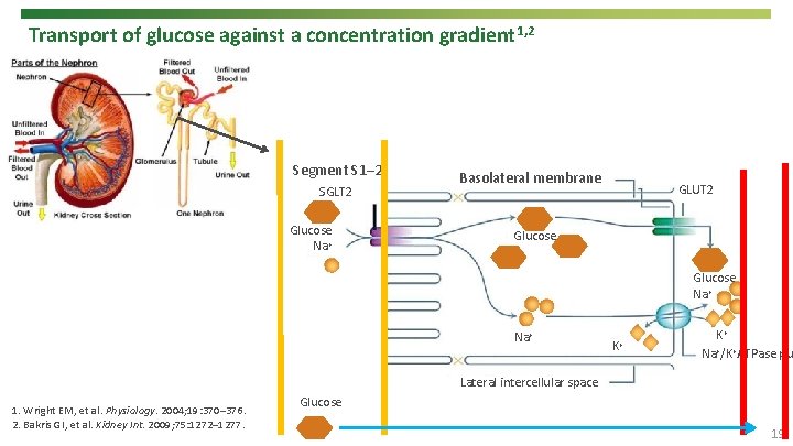 Transport of glucose against a concentration gradient 1, 2 Segment S 1– 2 SGLT