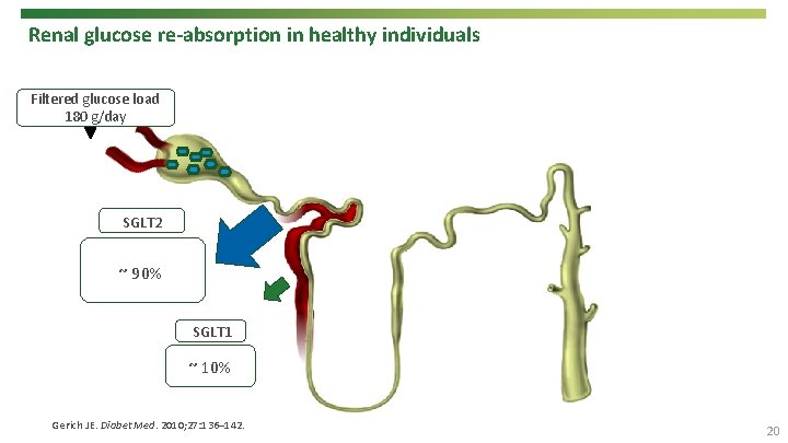 Renal glucose re-absorption in healthy individuals Filtered glucose load 180 g/day SGLT 2 ~