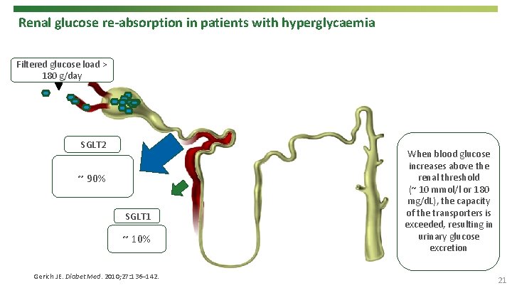 Renal glucose re-absorption in patients with hyperglycaemia Filtered glucose load > 180 g/day SGLT