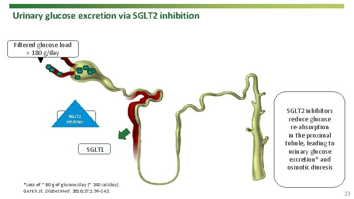 Urinary glucose excretion via SGLT 2 inhibition Filtered glucose load > 180 g/day SGLT