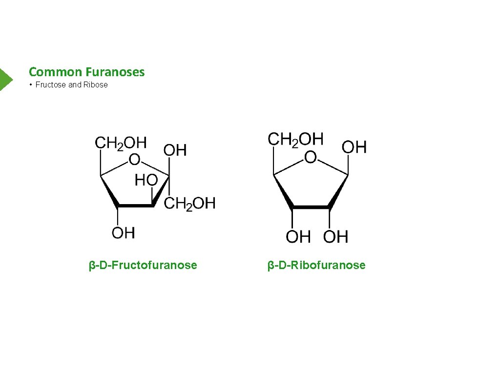 Common Furanoses • Fructose and Ribose β-D-Fructofuranose β-D-Ribofuranose 