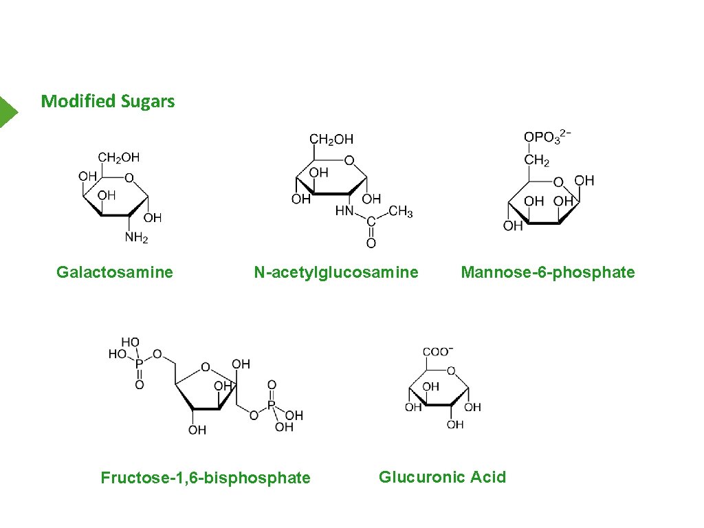 Modified Sugars Galactosamine N-acetylglucosamine Fructose-1, 6 -bisphosphate Mannose-6 -phosphate Glucuronic Acid 