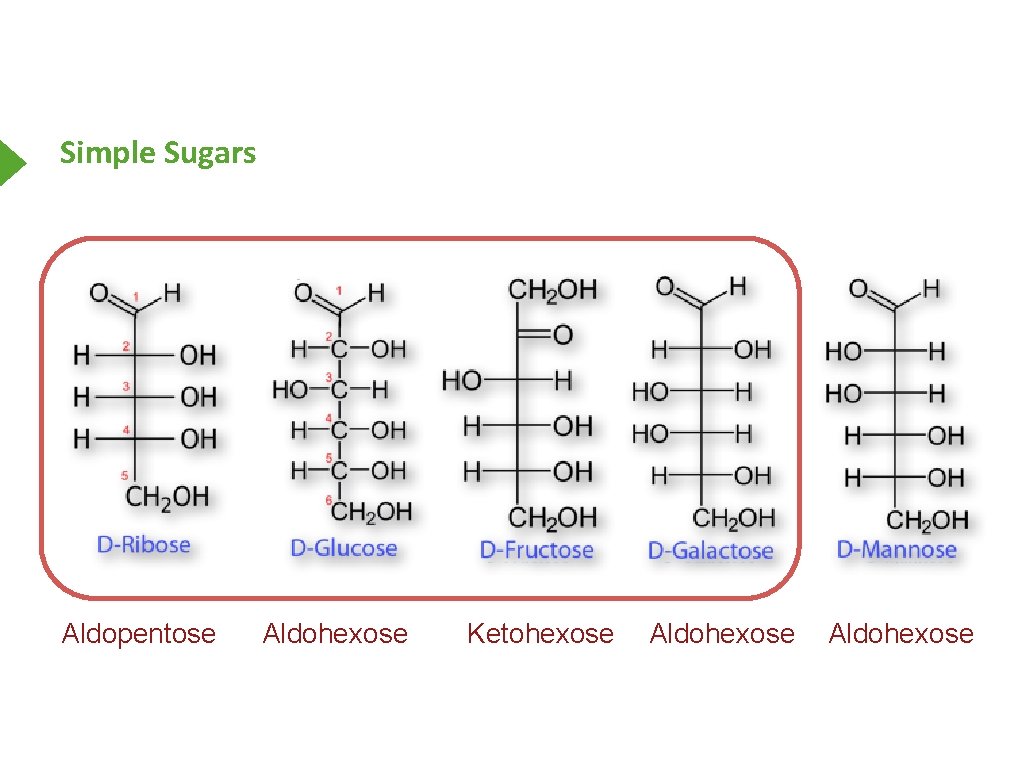 Simple Sugars Aldopentose Aldohexose Ketohexose Aldohexose 