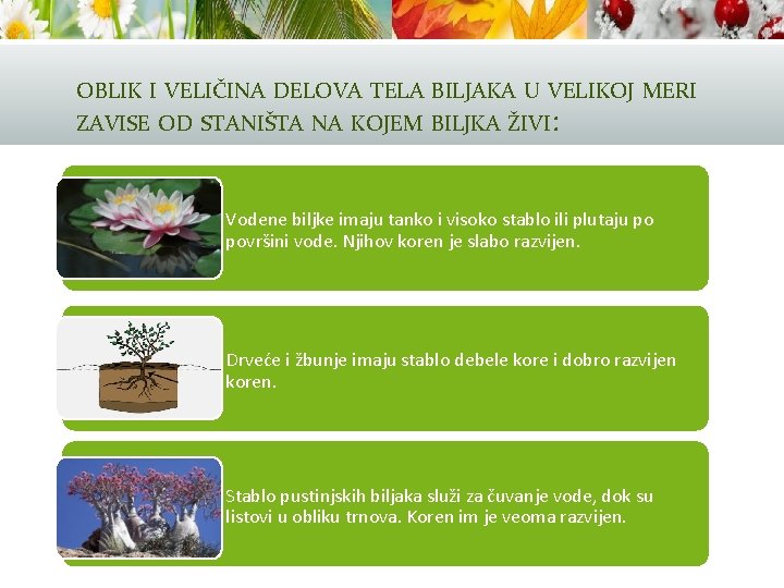 OBLIK I VELIČINA DELOVA TELA BILJAKA U VELIKOJ MERI ZAVISE OD STANIŠTA NA KOJEM OBLIK I VELIČINA DELOVA TELA BILJAKA U VELIKOJ MERI ZAVISE OD STANIŠTA NA KOJEM