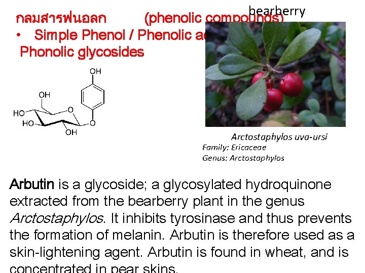 bearberry กลมสารฟนอลก (phenolic compounds) • Simple Phenol / Phenolic acid / Phonolic glycosides Arctostaphylos