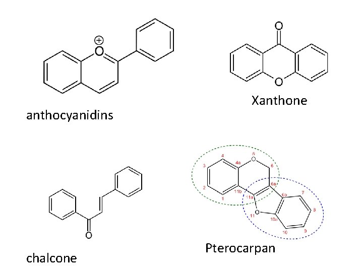 anthocyanidins chalcone Xanthone Pterocarpan 