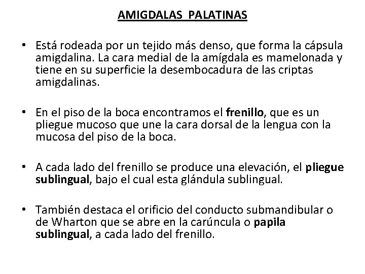 AMIGDALAS PALATINAS • Está rodeada por un tejido más denso, que forma la cápsula