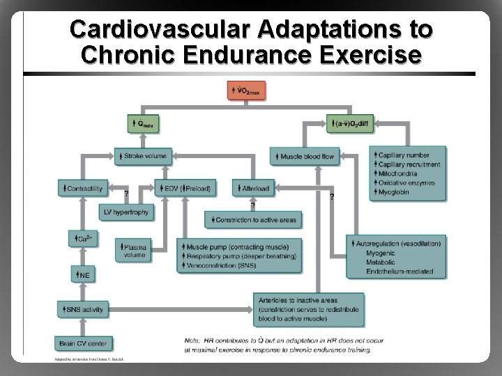 Cardiovascular Adaptations to Chronic Endurance Exercise 