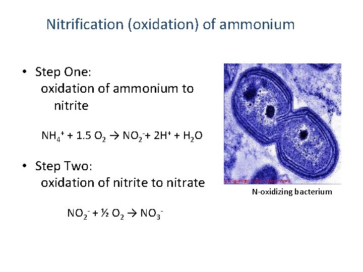 Nitrification (oxidation) of ammonium • Step One: oxidation of ammonium to nitrite NH 4+