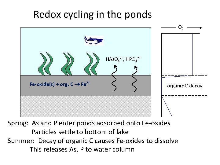 Redox cycling in the ponds O 2 HAs. O 42 -, HPO 42 -