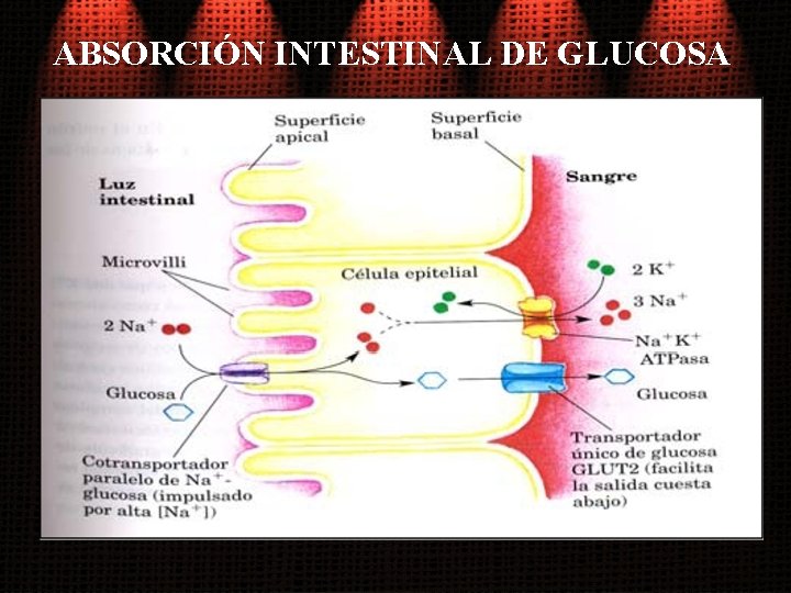 Digestion Y Metabolismo De La Glucosa