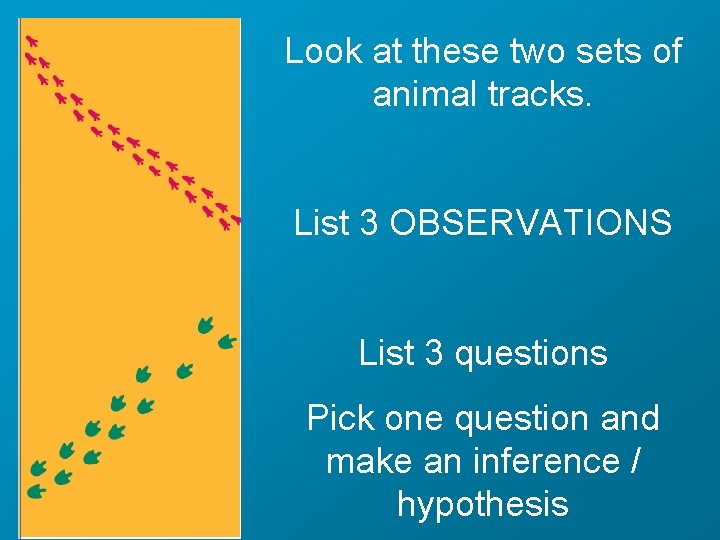 Look at these two sets of animal tracks. List 3 OBSERVATIONS List 3 questions