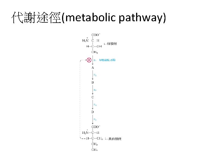 代謝途徑(metabolic pathway) 