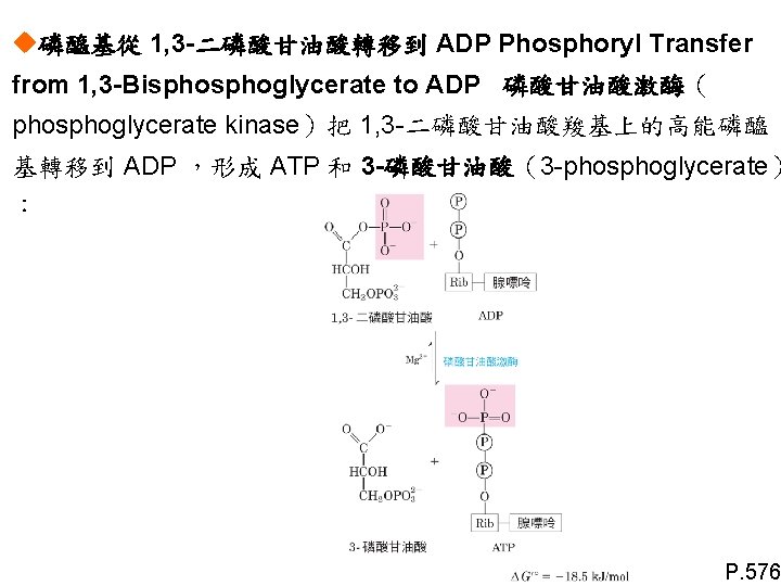 u磷醯基從 1, 3 -二磷酸甘油酸轉移到 ADP Phosphoryl Transfer from 1, 3 -Bisphoglycerate to ADP 磷酸甘油酸激酶（