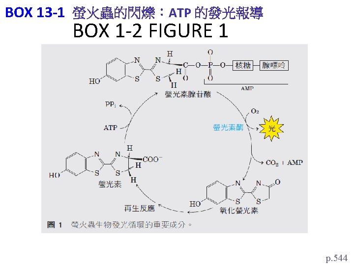 BOX 13 -1 螢火蟲的閃爍：ATP 的發光報導 BOX 1 -2 FIGURE 1 p. 544 