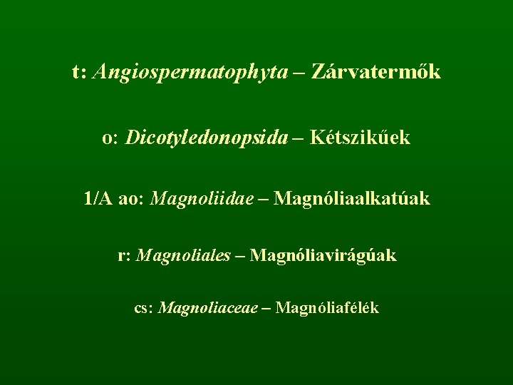 t: Angiospermatophyta – Zárvatermők o: Dicotyledonopsida – Kétszikűek 1/A ao: Magnoliidae – Magnóliaalkatúak r: