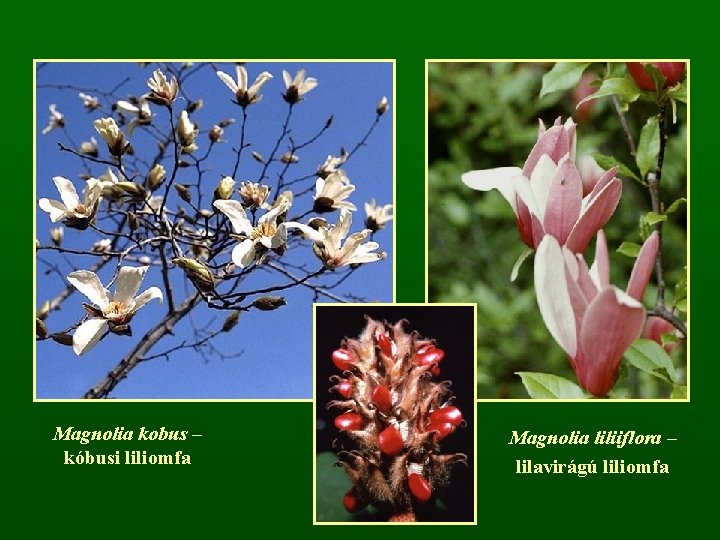 Magnolia kobus – kóbusi liliomfa Magnolia liliiflora – lilavirágú liliomfa 